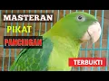 Download Lagu Suara Betet Memancing Betet yang Macet Bunyi
