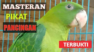 Download Suara Betet Memancing Betet yang Macet Bunyi MP3