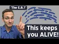 Endoplasmic Reticulum Everything you need to know