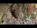Download Lagu The mother bird was extremely astonished to see the cuckoo pushing her chick out of the nest.