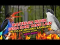 Lagu BEDA DARI YANG LAIN | MASTERAN REMIX JINGJING PETULAK SAMBUNG TENGKEK UDANG VIRAL 2025