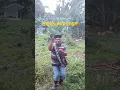 Download Lagu Tari ular wak pupung @sahputraDedy