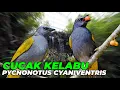 Download Lagu #06 | CUCAK KELABU. BURUNG INI JARANG ORANG TAU, TERNYATA SEINDAH INI SUARANYA..!