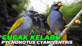 Download #06 | CUCAK KELABU. BURUNG INI JARANG ORANG TAU, TERNYATA SEINDAH INI SUARANYA..! MP3