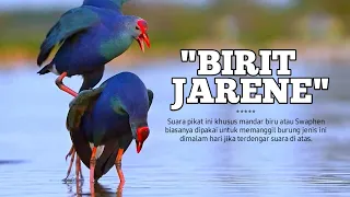 Download Suara Pikat Mandar Biru Jarene Cilamaya, Sangat Ampuh ! (Swamphen) MP3