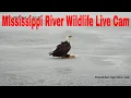 LIVE Mississippi River Wildlife Camera Brainerd MN
