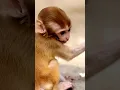 Lagu Ajojing ala ala ajojing versi monyet #shorts #ajojing #ajojingalaalaajojing