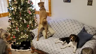 furry little christmas