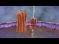 What is parathyroid hormone PTH CENTER for Advanced Parathyroid Surgery