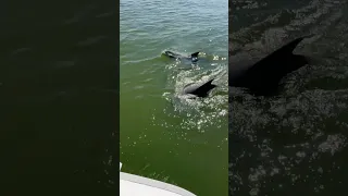 #shorts #sailing #texas #racing #water #wind #fun #dolphins