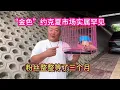Download Lagu “金色”约克夏市场实属罕见，粉丝盼星星盼月亮，整整等了三个月