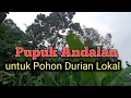 Lagu PUPUK ANDALAN PADA PEMBUAHAN POHON DURIAN LOKAL SANGAT MANJUR.