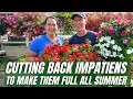 Cutting Back Impatiens to Make Them FULL All Summer