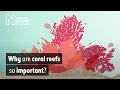 Why are coral reefs so important