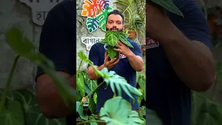 Anthurium FB Page Https Www Facebook Com Share 1CiKhbEYTv Mibextid WwXIfr Anthurium  Anthurium FB Page Https Www Facebook Com Share 1CiKhbEYTv Mibextid WwXIfr Anthurium