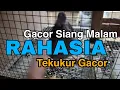 RAHASIA ❗❗Merawat Tekukur Jadi Gacor Siang Malam