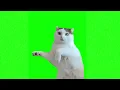 Shocked Cat Meme Green Screen