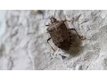 Lagu Fighting the Invasive Stinkbug | National Geographic