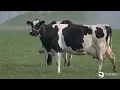 Download Lagu Milk on the Move - Farmel