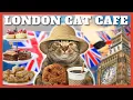 AFTERNOON TEA WITH 20 CATS - London Cat Cafe
