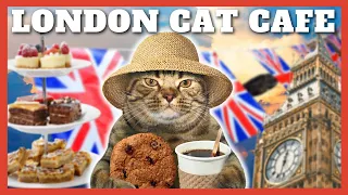 AFTERNOON TEA WITH 20 CATS - London Cat Cafe