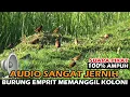 Download Lagu Suara Pikat Burung Emprit/Pipit Paling Ampuh Memanggil Koloni