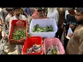 Download Lagu Grootste zondagse Lalukhait-vogelmarkt Laatste update 20/7/2025