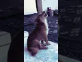 Download Lagu Suara anjing melolong.the sound of a dog howling