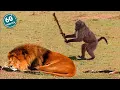 You Will Die Laughing At These FUNNY ANIMALS Best Funny Animals 2025