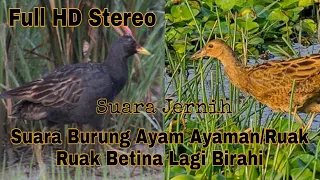Download Suara Burung Ayam Ayaman/Ruak Ruak Betina Lagi Birahi Full HD Stereo 2022 MP3