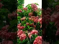 Download Lagu flowers #shortsfeed  #amazing #amazingshorts #beautifulflowers
