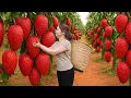 Lagu Harvesting Rare Red Soursop | Hidden Tropical Orchard \u0026 Market Day