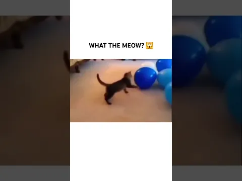 WHAT THE MEOW? 😳