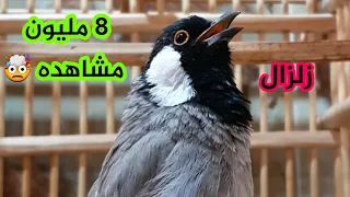 أقوى بلبل أليف تخريج بدراوي الملقب زلزال    للعرض فقط فقط دندنها