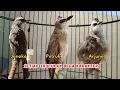 Download Lagu BEDA BURUNG TRUCUKAN BEDA RAWATAN KARENA PUNYA KARAKTER MASING-MASING❗bisa ropel panjang
