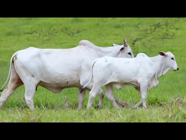 Matriz Nelore ACSM - 96