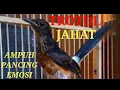 Pancingan murai batu trotol umur 2,5 bulan,GACOR dan FIGHTER