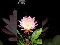 Download Lagu bunga langka unik mekar sangat indah