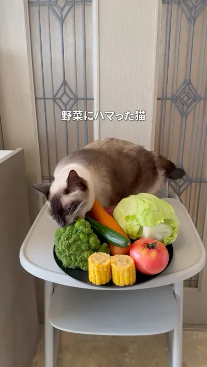 野菜にハマった猫