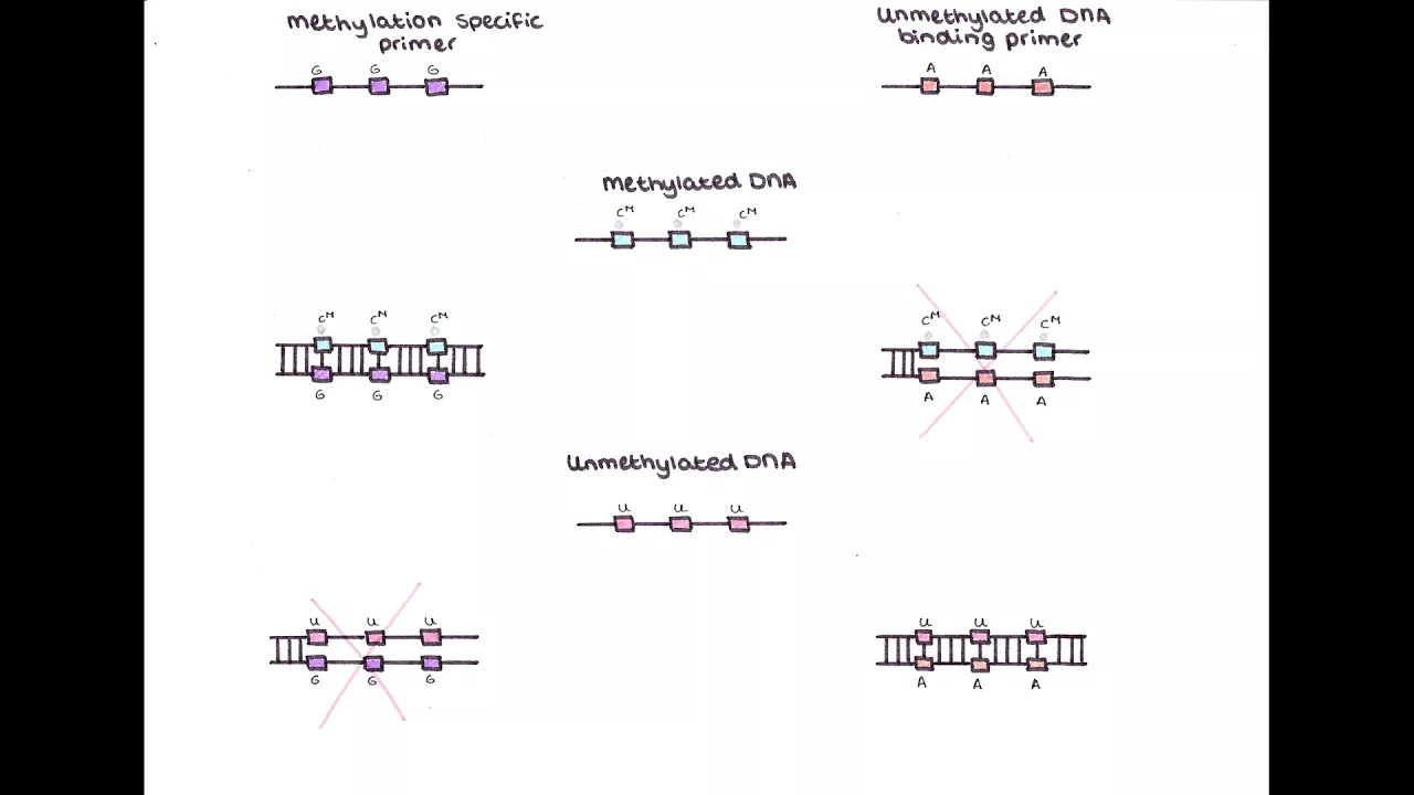 Methylation specific PCR