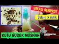Cara memBasmi KUTU BUSUK/TINGGI/KEPINDING/KUTU KASUR , JAMINAN BERHASIL