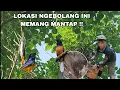 Download Lagu Murai batu Di lokasi ini sangat jinak ternyata dia memiliki anak di lubang pohon