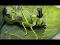 Download Lagu Cricket Ringtone | Ringtones for Android | SFX