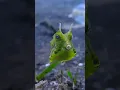 Download Lagu 🐳🐡🐙🦐🦑Unusual Deep Sea Creatures