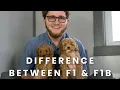 The Difference Between an F1 F1B Cavapoo Puppy