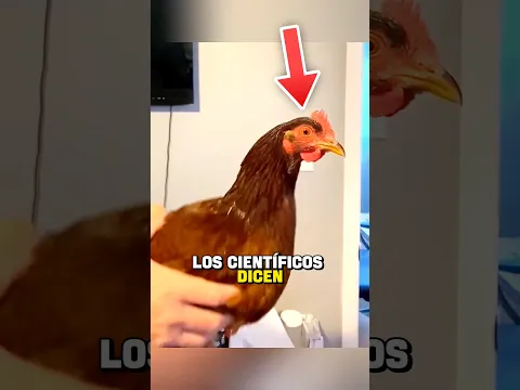 ¿Es la cabeza de una gallina mejor que un estabilizador de 3,000 dólares? 🤯