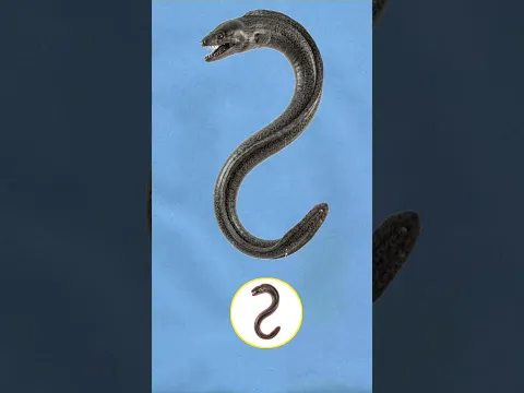 इस कंकाल को ईल मछली में बदले #challenge #fish #shorts #trending