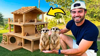 CONSTRUÍ UMA MANSÃO PARA OS SURICATAS