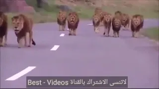 احنا زلم إن جد الجد قطيع من الأسود لا ينصح للقلوب الضعيفة 