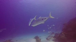 Sailing Escape   Episode 6   Lady Elliot Island